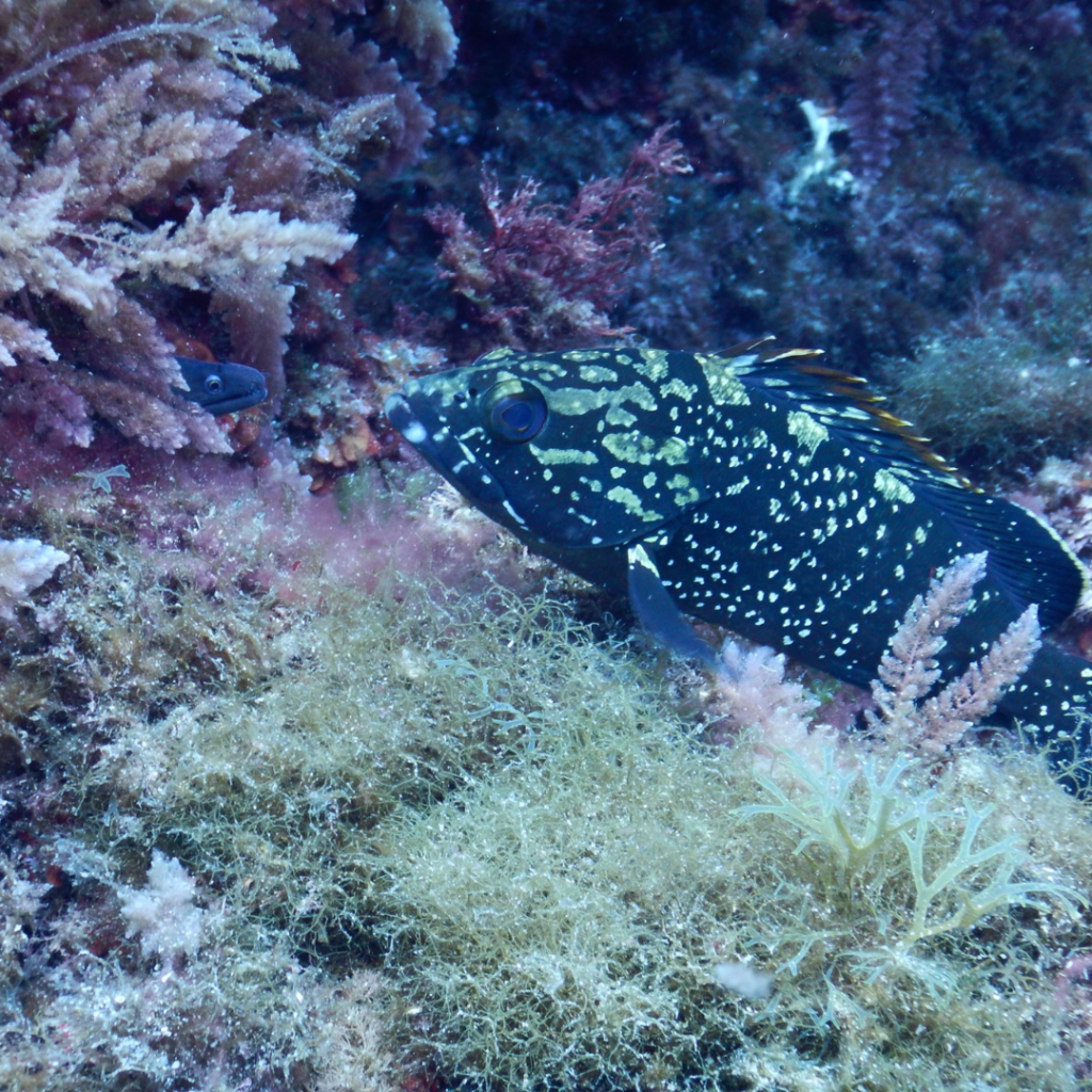 protege el medioambiente y la naturaleza de menorca