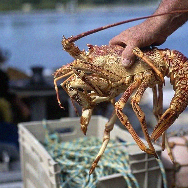 Menorca región gastronómica